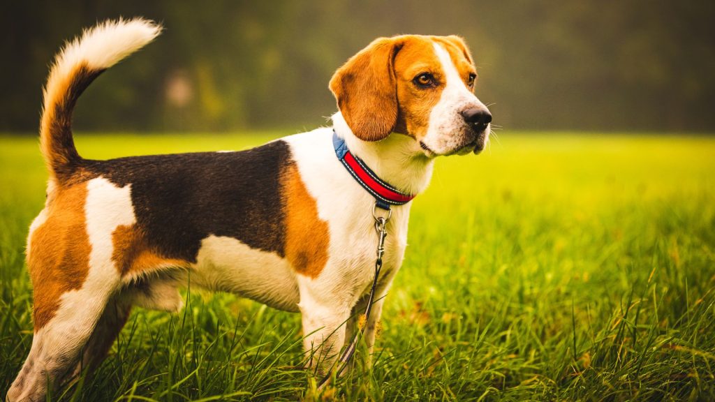 Beagle standing alert in a grassy field.