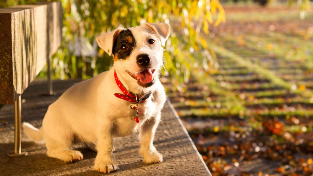 Happy small hunting dog sitting on a bench.