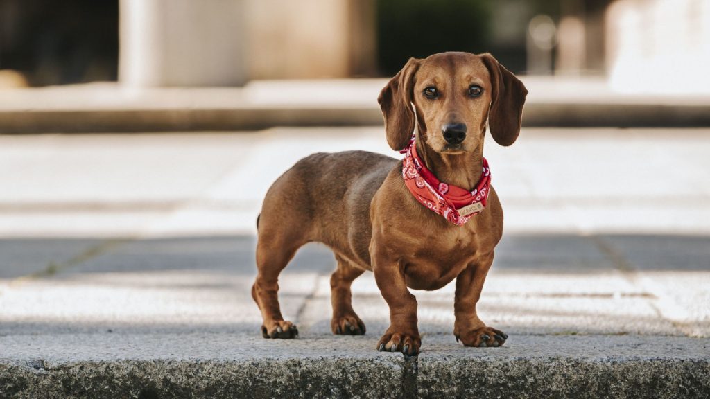 Dachshund with a red bandana standing on a sidewalk.