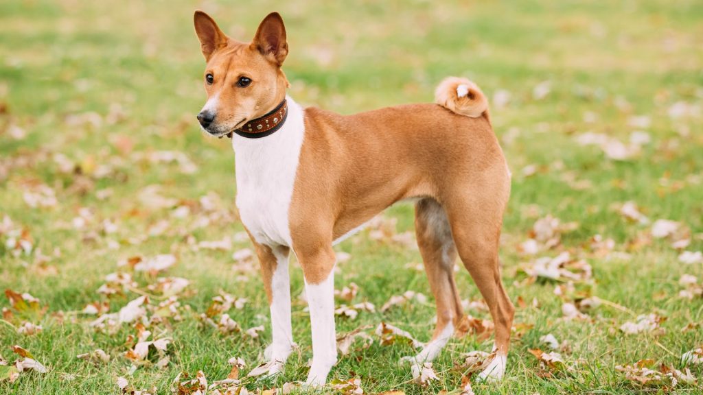 Basenji dog standing alert in a grassy area.