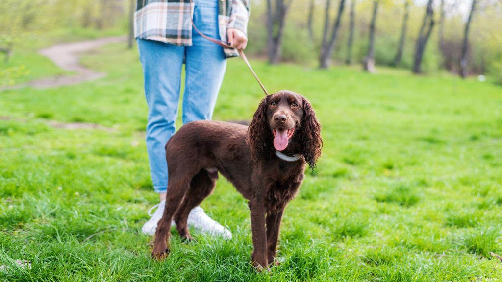 Brown hunting dog on a leash in a green park.