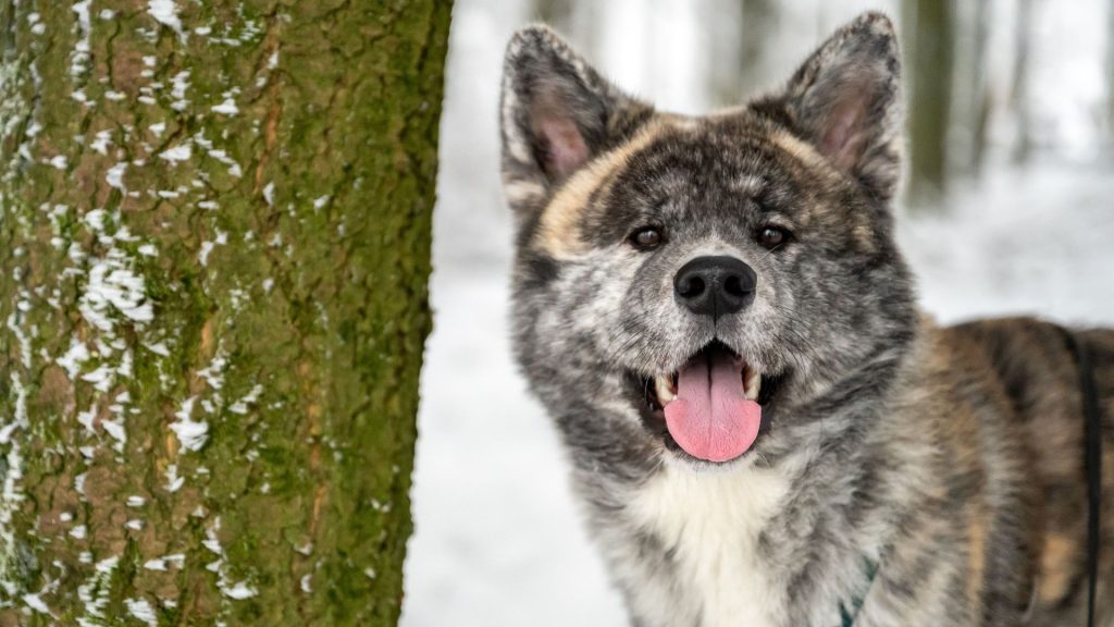 Fluffy hunting dog near a tree in a snowy forest.