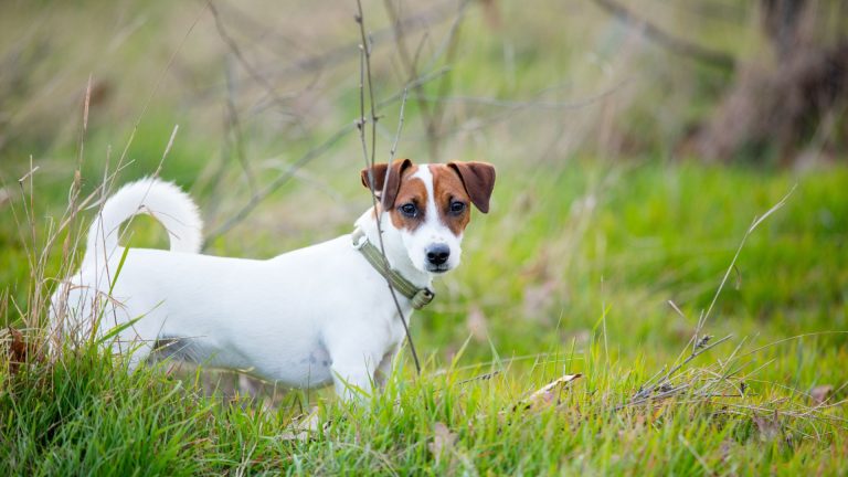 Small hunting dog breed standing in tall grass, looking alert.