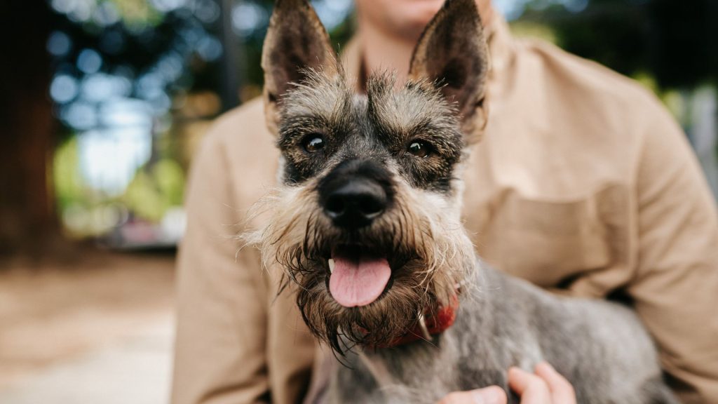 Happy small hunting dog with a beard close-up.