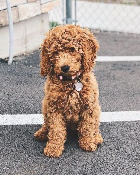 Curly-haired adult Miniature Goldendoodle sitting outside on a paved area.