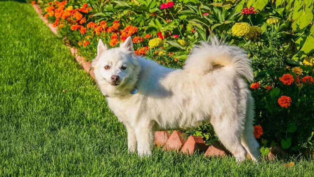 American Eskimo Dog standing on grass beside colorful flowers in a garden.