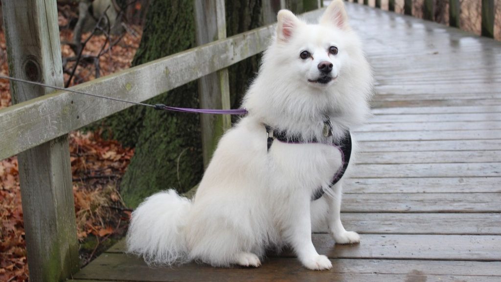 American Eskimo Dog sitting on a boardwalk, wearing a harness, in a wooded area.