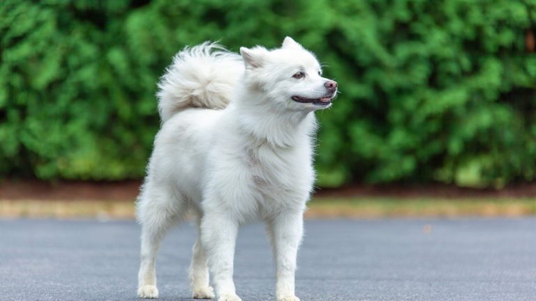 American Eskimo Dogs