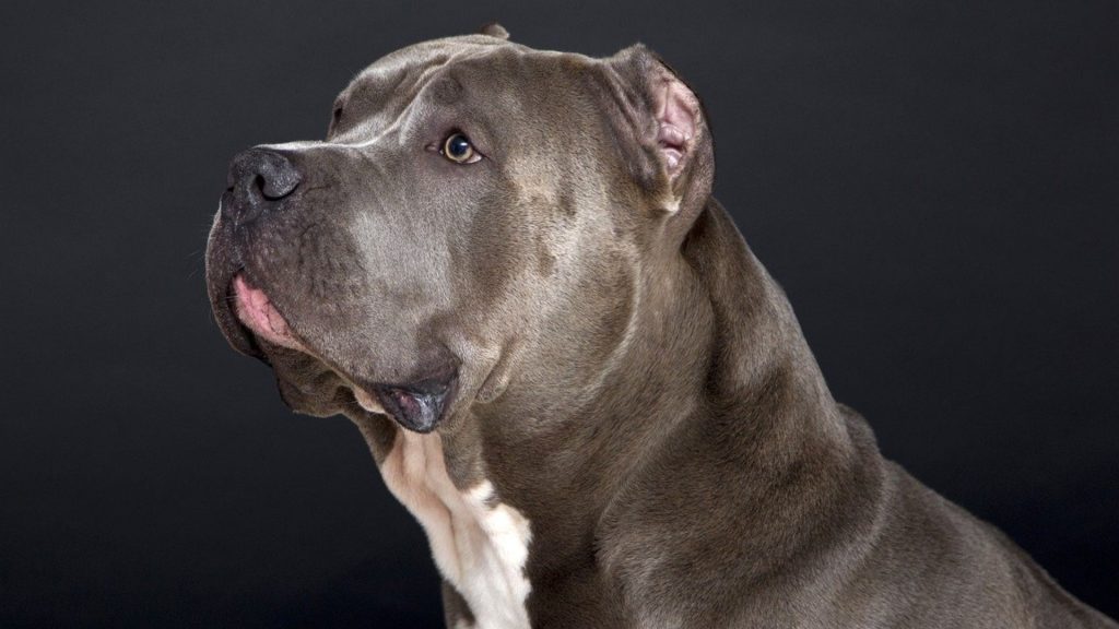 Strong slate-grey dog with a noble gaze.