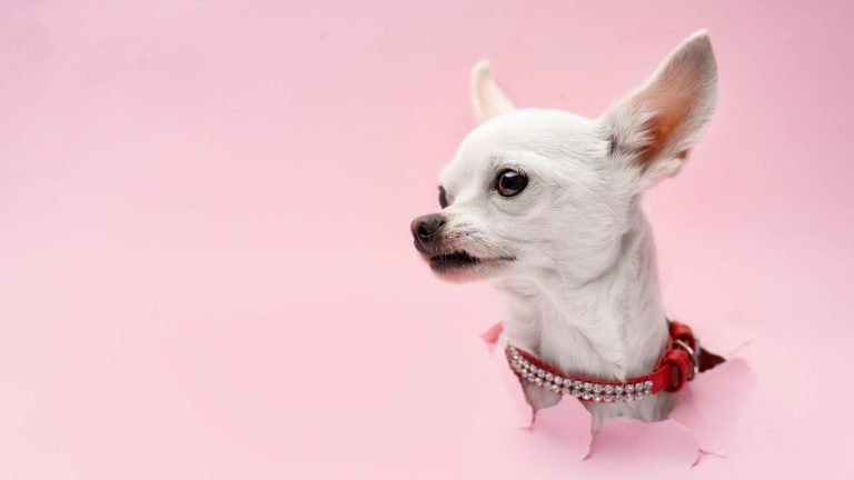 Applehead Chihuahua: Unique Traits and Care Essentials