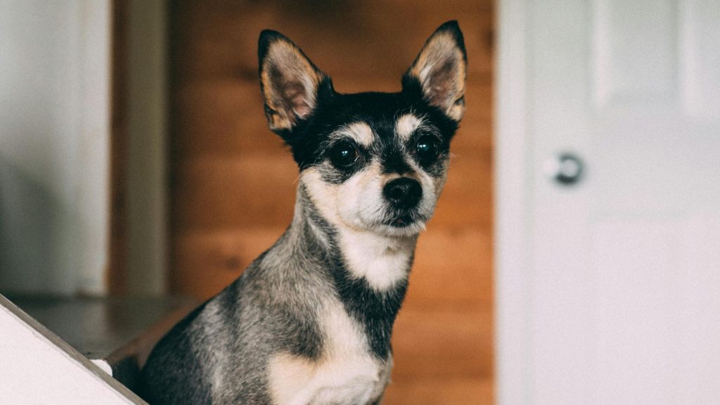 Tricolor toy breed dog indoors.