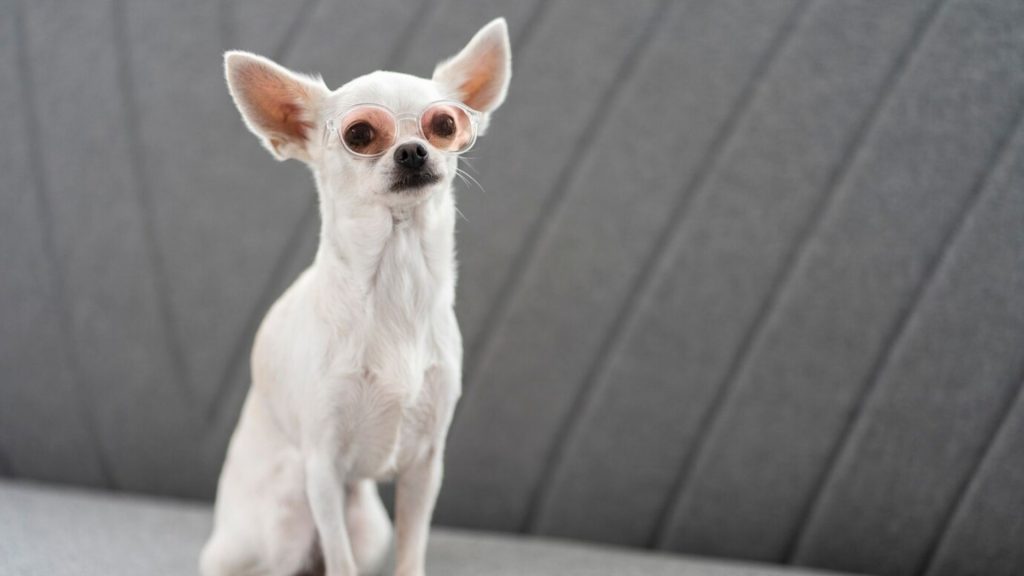 Tiny white dog with round glasses.