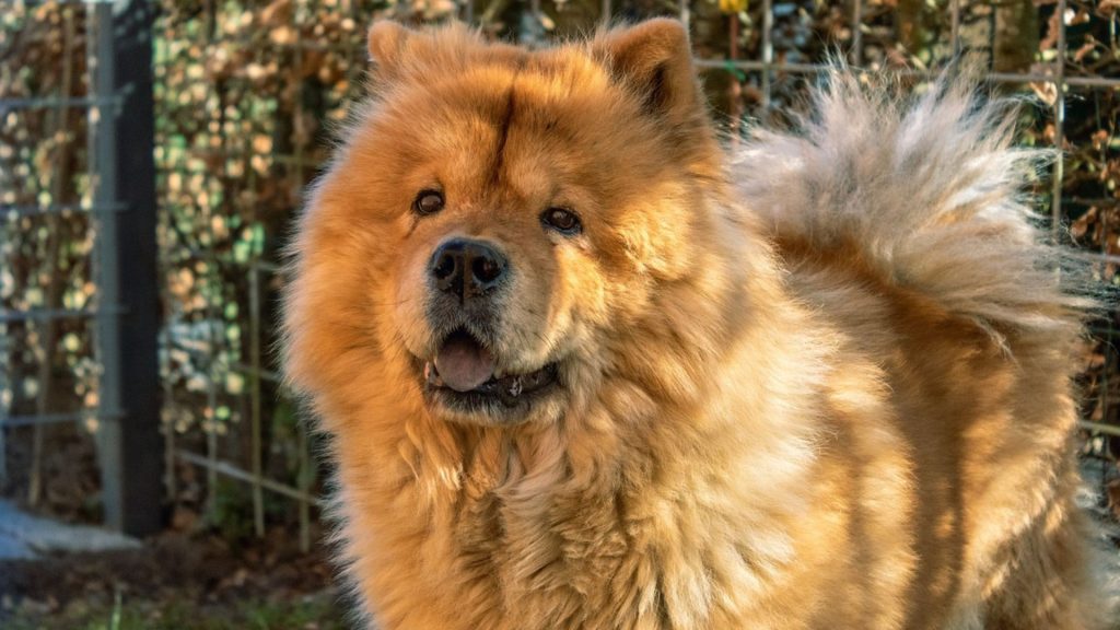 Fluffy Chow Chow with a golden coat standing outdoors, gazing intently.