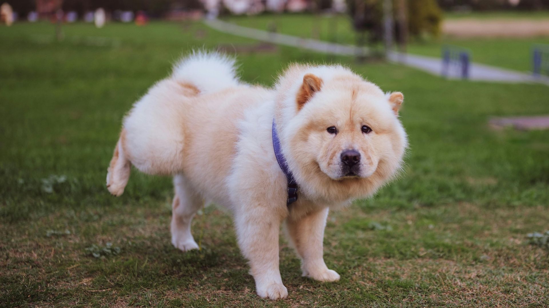 Fluffy cream-colored Chow Chow standing on grass with a watchful expression.