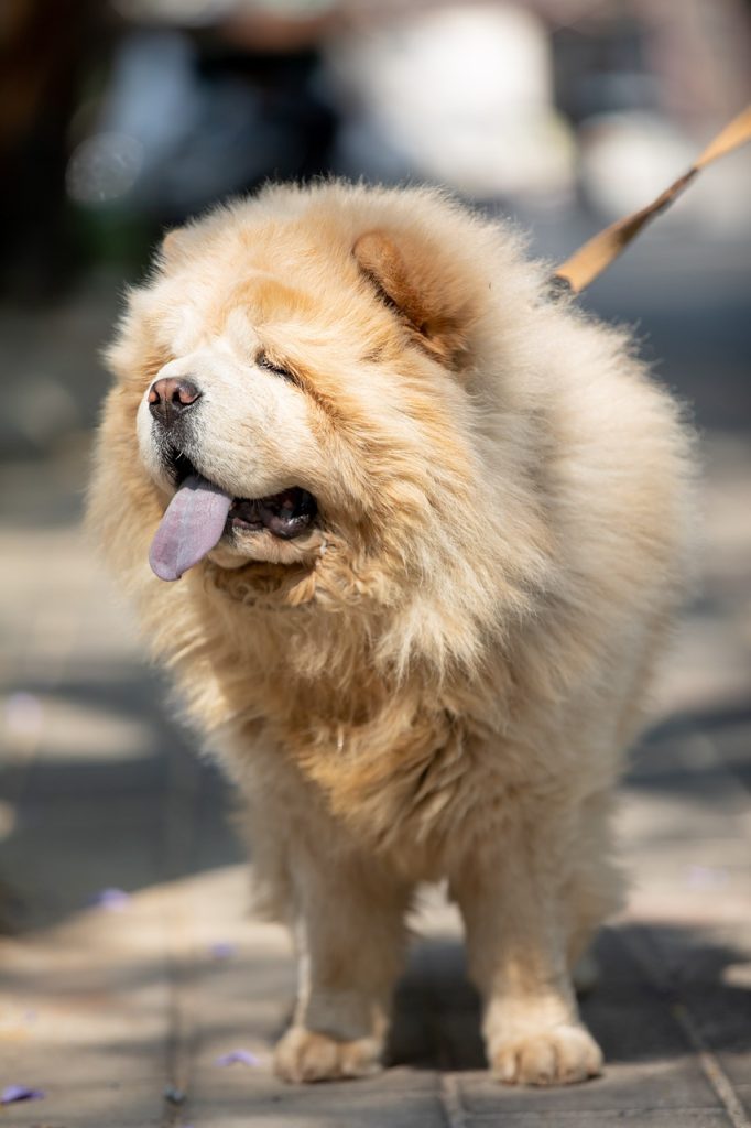 Cream-colored Chow Chow walking with a blue tongue visible.