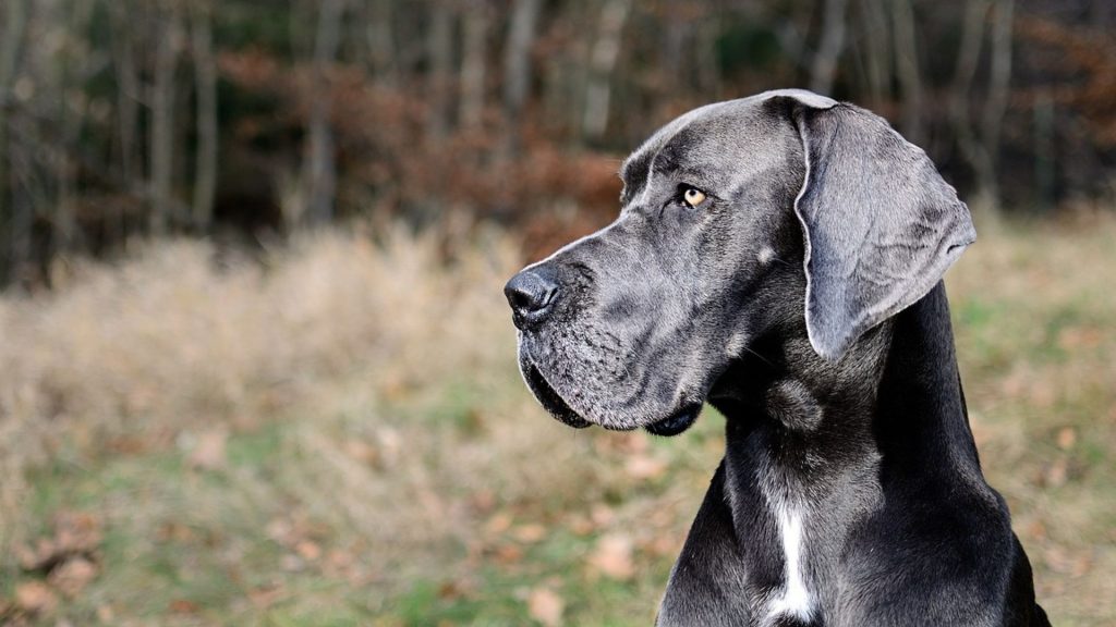 Regal dark-grey dog in autumn backdrop.