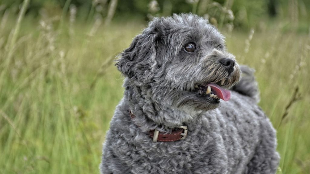 Curly-coated grey dog in natural setting.