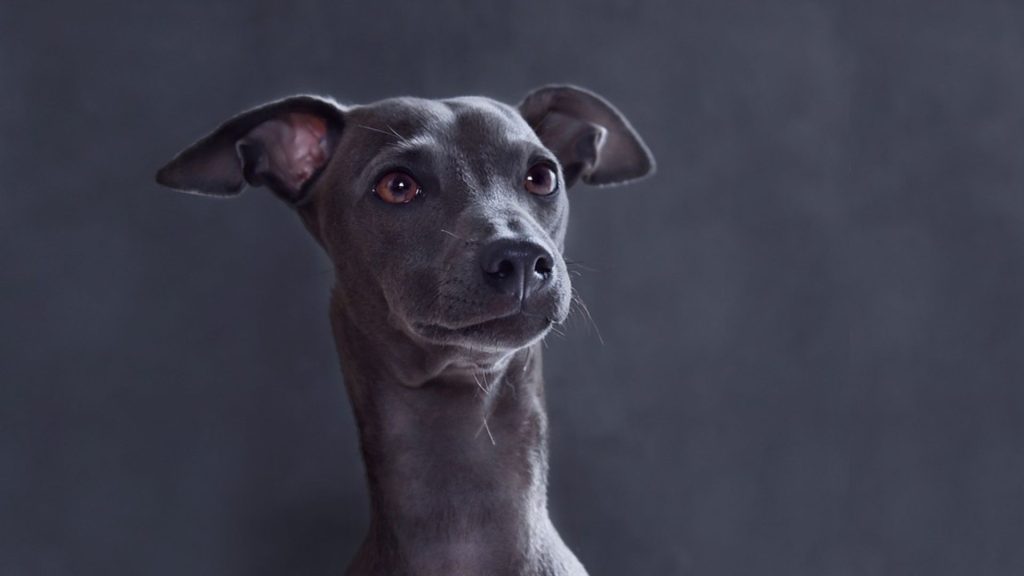 Elegant light grey dog with keen eyes.