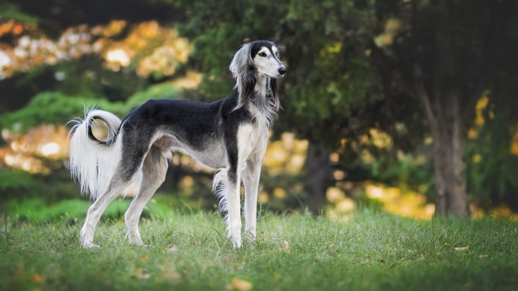 Sleek silver canine in sunlit park.