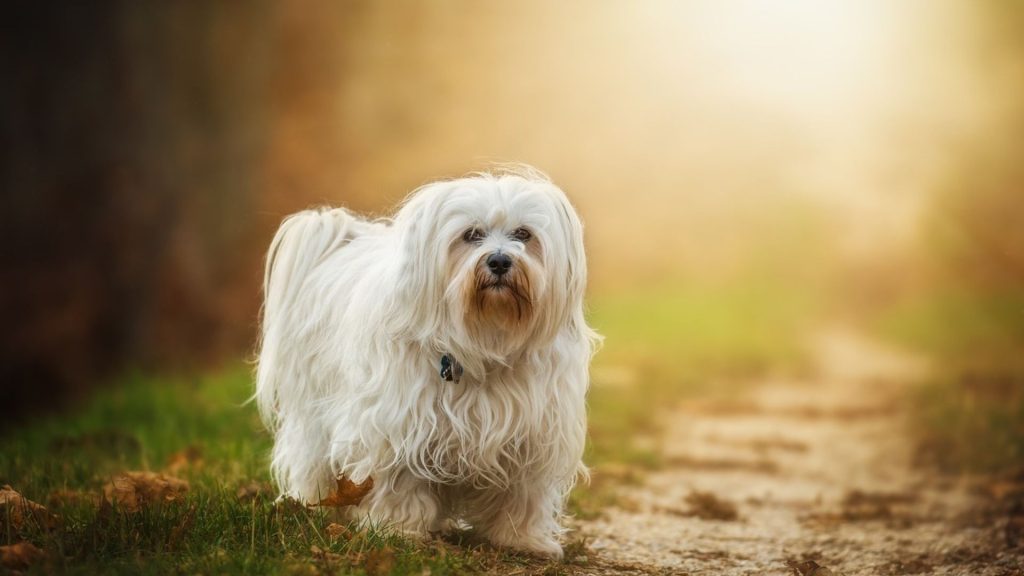 Havanese Dogs