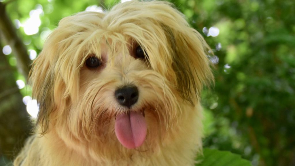 Havanese Dogs