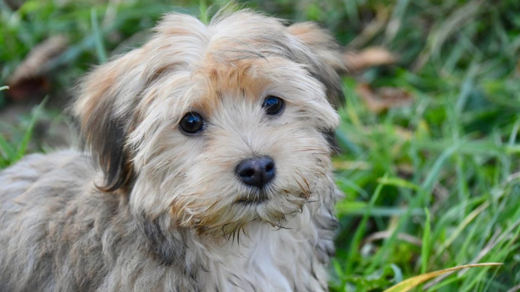 Havanese Dogs