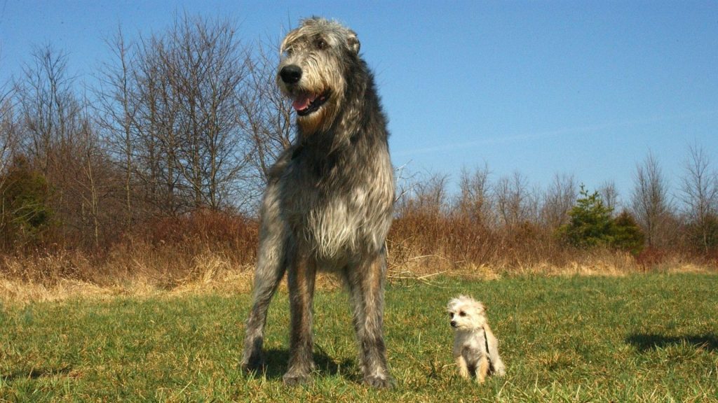 Large and small grey dogs in a field.