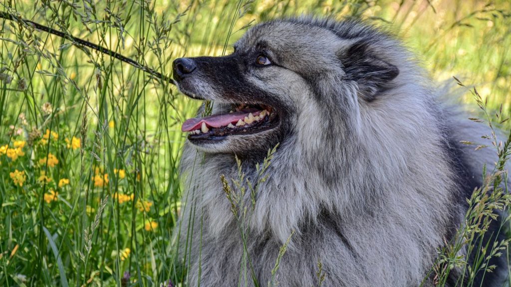 Fluffy ash-gray dog among spring blooms.