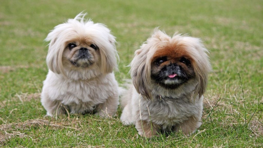 Two Pekingese dogs sitting on grass with fluffy coats and expressive faces.