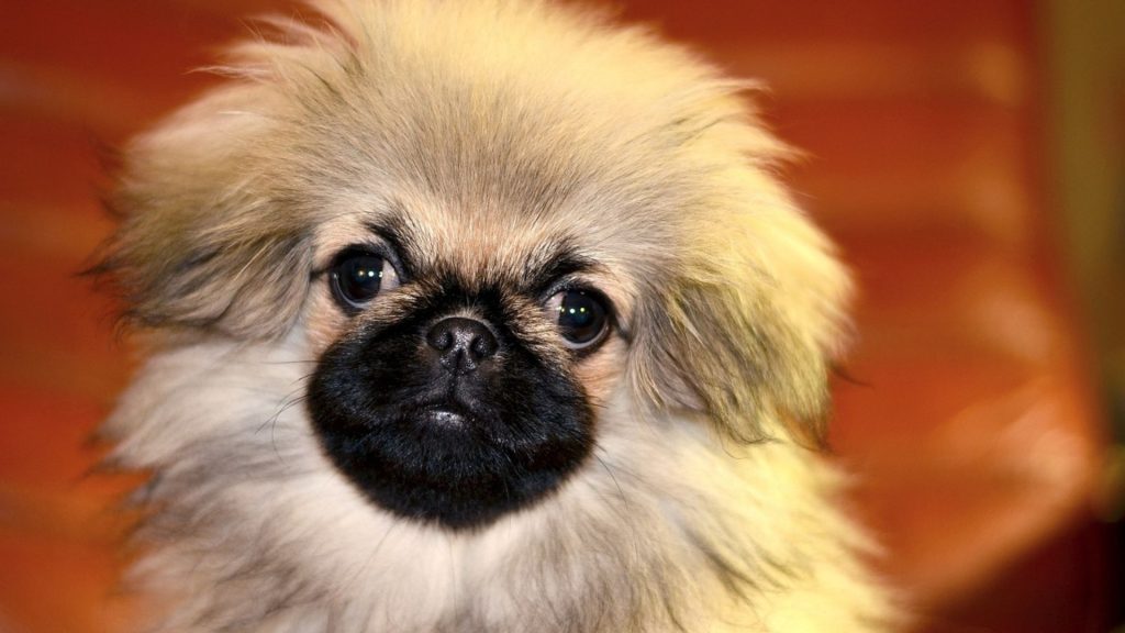 Adorable Pekingese puppy with a fluffy coat and bright, curious eyes.