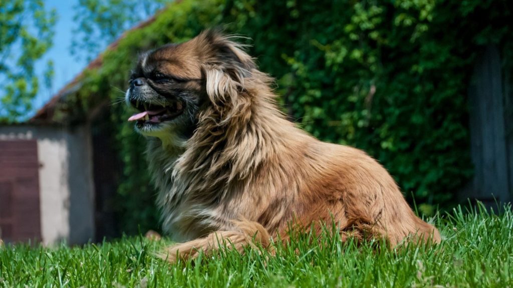 Happy Pekingese dog relaxing on grass in a sunny garden.