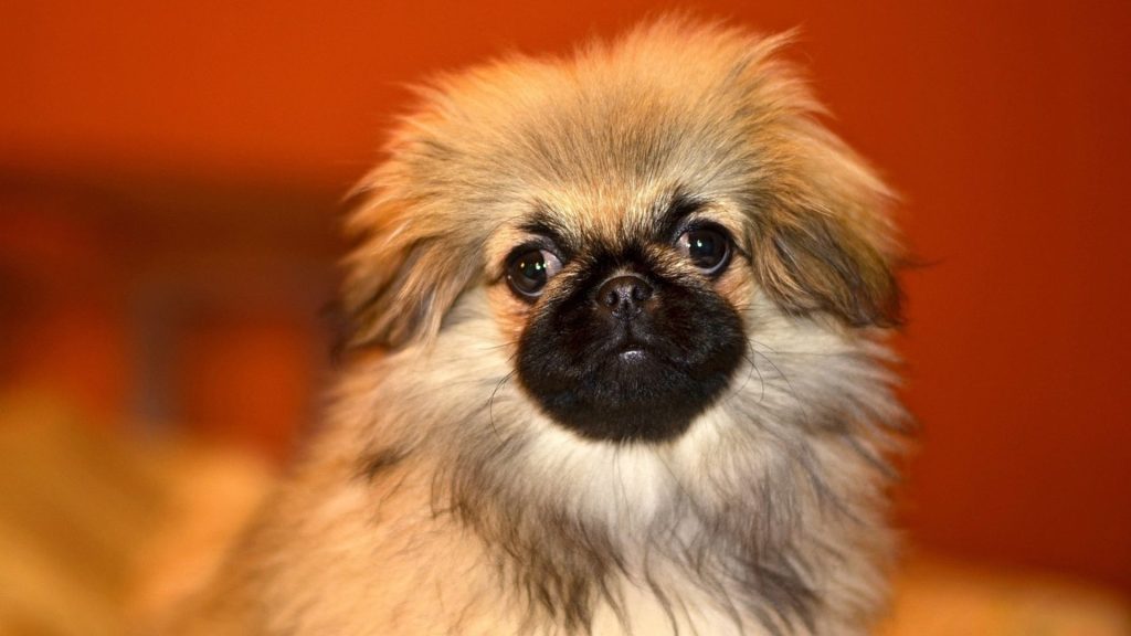 Pekingese puppy with a fluffy coat staring attentively.