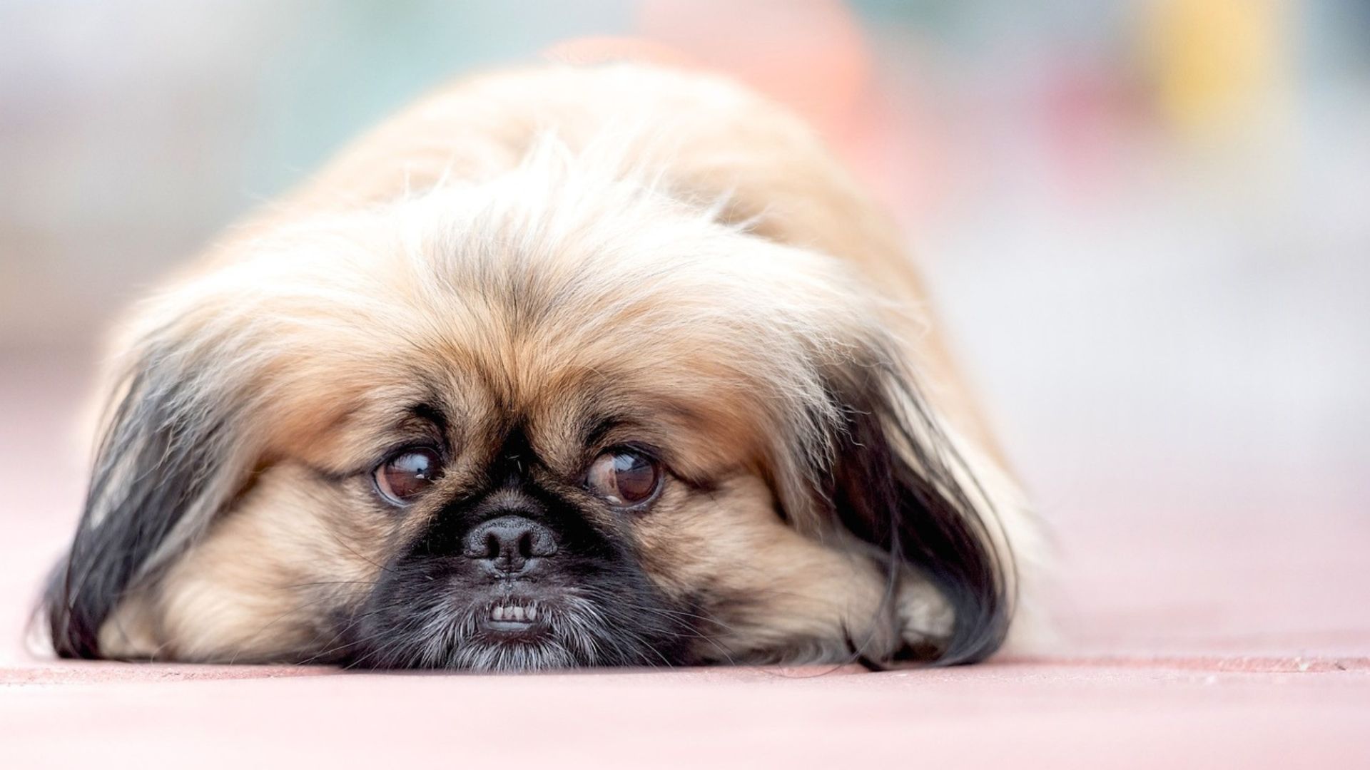 Fluffy Pekingese dog resting on the ground with a gentle, expressive face.