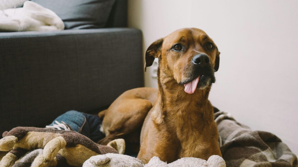 Mature brown dog on cozy blanket