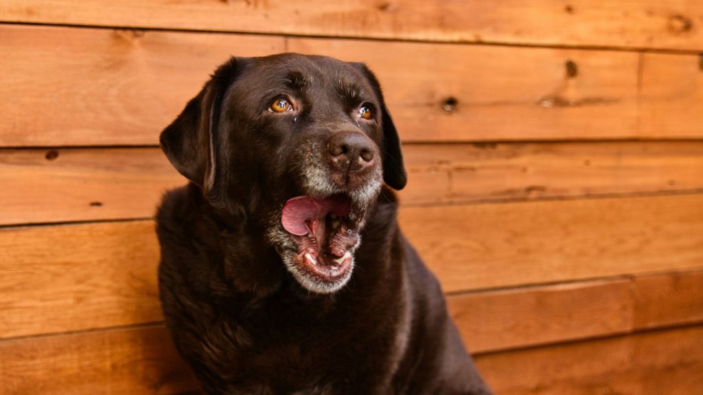 Elder black dog against wooden backdrop