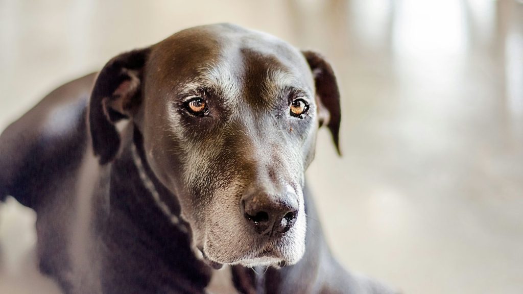 Elderly black dog with soulful eyes