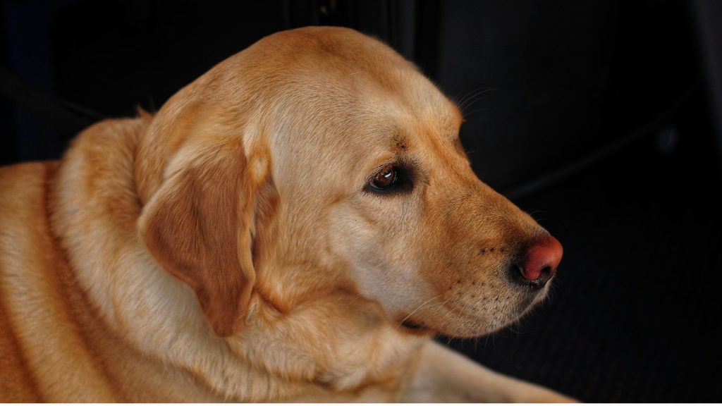 Aged golden retriever in profile view