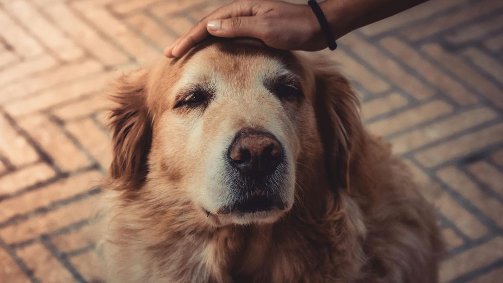 senior dog losing weight