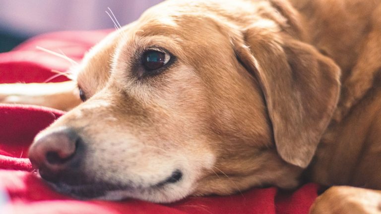 Elderly golden dog resting on red blanket