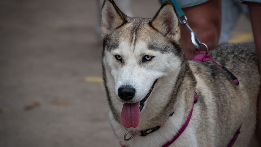 Gray husky with piercing blue eyes.