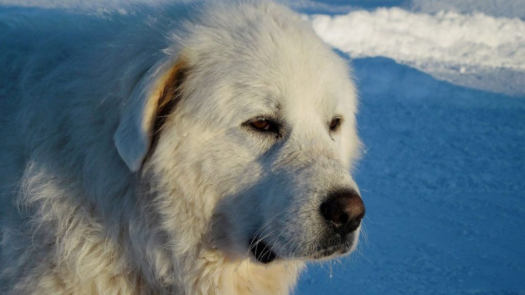 Large white guardian dog with a thick coat, standing alert in a snowy environment.