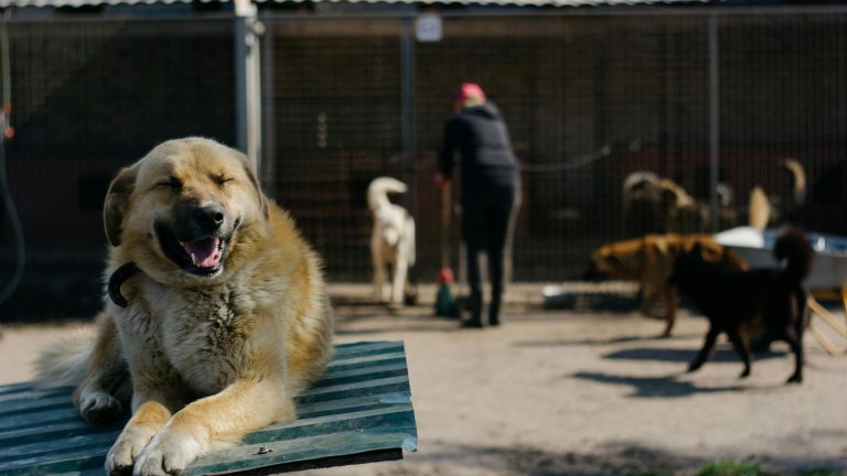 Top Livestock Guardian Dog Breeds