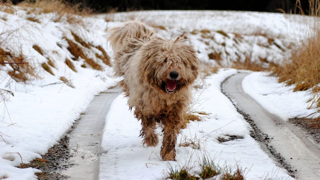 Shaggy-coated guardian dog running down a snowy path, displaying its energetic nature.