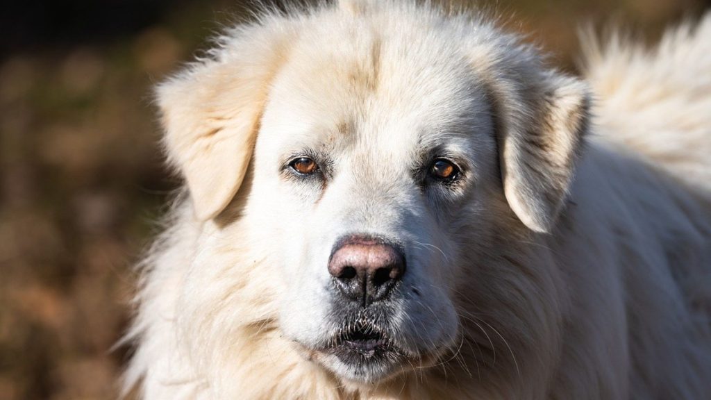 Close-up of a white guardian dog with a calm expression, standing in a sunny outdoor area.