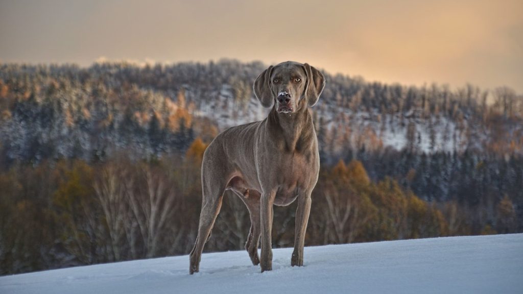 Majestic grey dog stands in snow.