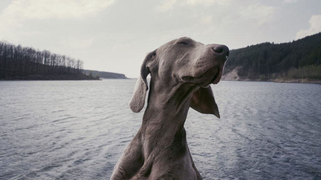 Serene silver dog by the lake.