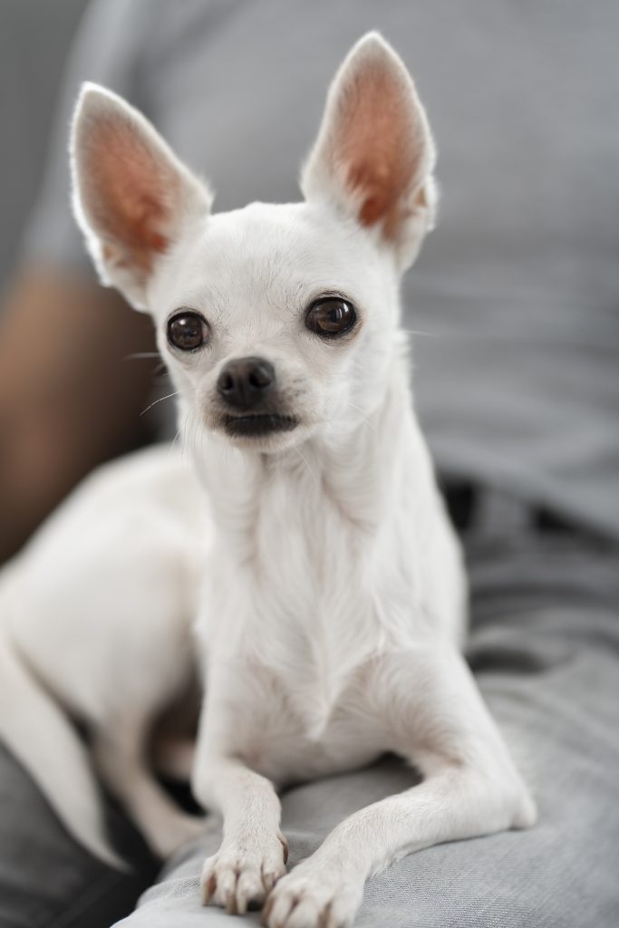 Small white lap dog on gray fabric.