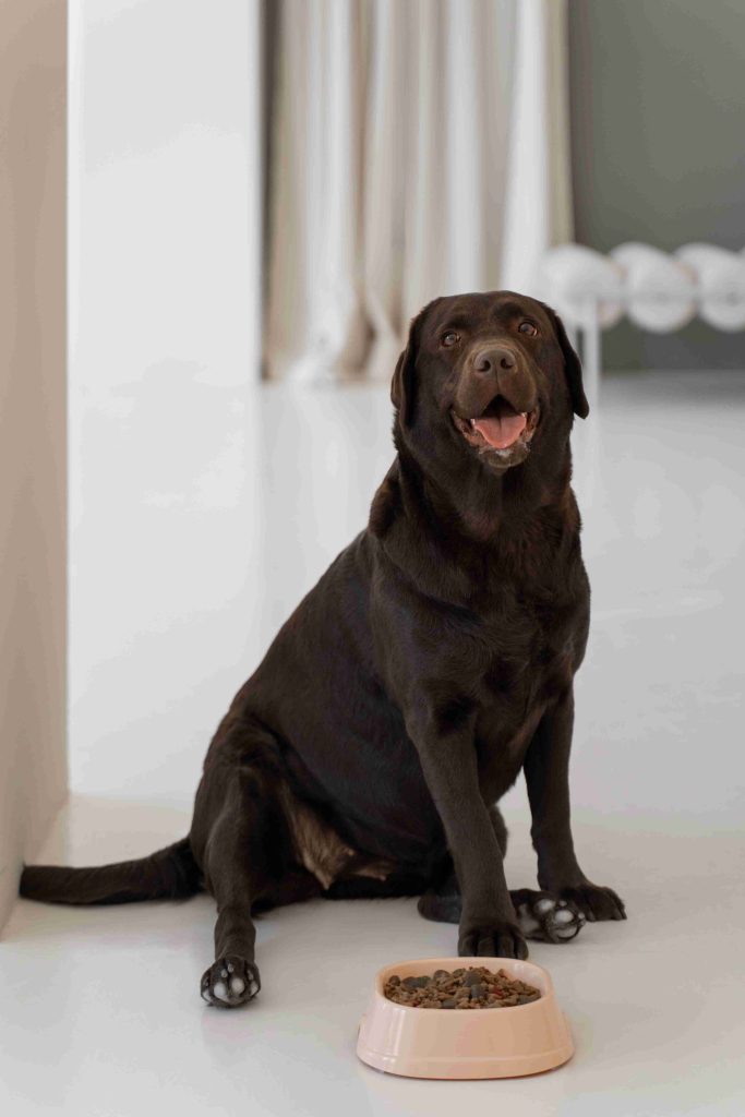 Joyful older black dog near food bowl