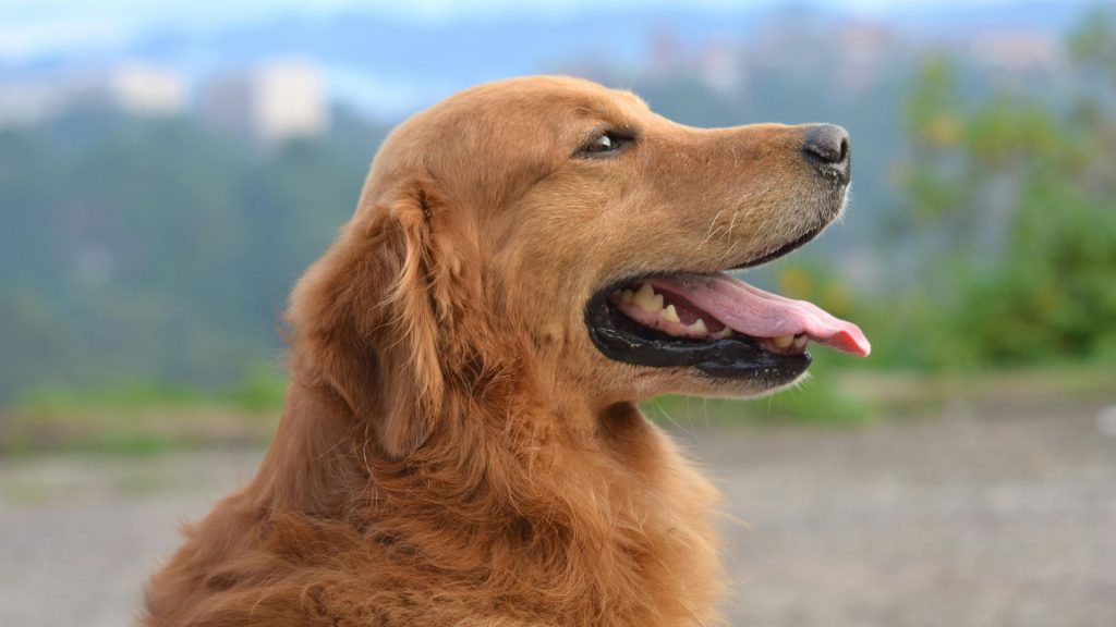 Golden Retriever