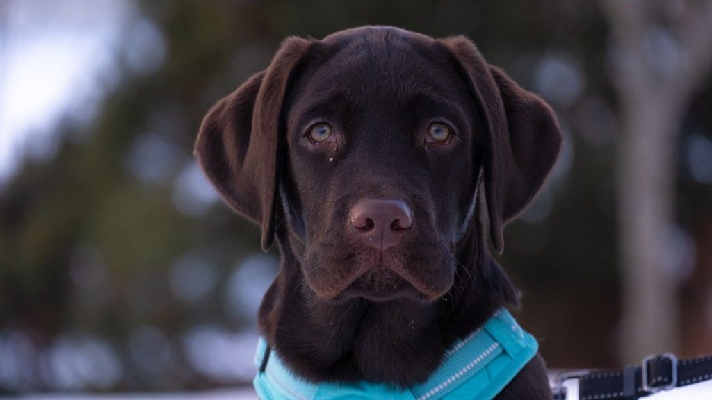 Labrador Retriever